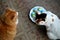 Two cats pets and Easter eggs on a plate top view background