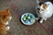 Two cats pets and Easter eggs on a plate top view background