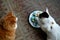 Two cats pets and Easter eggs on a plate top view background