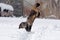 Two cats play, jump and jump together in the snow