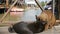 Two Cats are Played with each other Lying on a Wooden Pier in the Floating Pattaya Market. Thailand