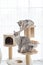 Two cats playing on cat tower