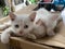 two cats are playing with each other on a box of cardboard