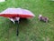 Two cats playing on the green grass with umbrellas