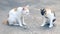 Two cats pretending to be small insects on the cement floor.
