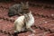 Two cats on Red roof