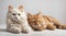 two cats relaxing on white background