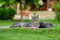 Two cats rest in the yard on the grass 2