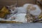 Two cats resting by lying on the floor together