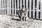 Two cats rubbing their cheeks each other on a farm in a sunny day, isolated. Faded coloured photography, animal photography.