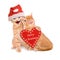 Two cats with Santa hat, wishing Merry Christmas isolated