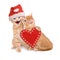 Two cats with Santa hat, wishing Merry Christmas isolated