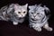 Two cats, Scottish fold marble on silver, Scottish straight, portrait on a dark background