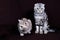 Two cats, Scottish fold marble on silver, Scottish straight, portrait on a dark background