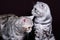 Two cats, Scottish fold marble on silver, Scottish straight, portrait on a dark background