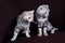 Two cats, Scottish fold marble on silver, Scottish straight, portrait on a dark background