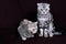 Two cats, Scottish fold marble on silver, Scottish straight, portrait on a dark background