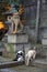 Two cats seating near the Komainu lion-dog at the entrance to the temple. Kyoto. Japan