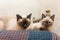 Two cats Siamese breed