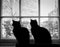 Two Cats in Silhouette at a Window