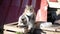 Two cats sit basking in the sun in the city. Urban street Pets