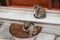Two cats sit at doorway of business in Delphi Greece, one scratching itself
