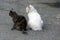 Two cats sit on the gray asphalt