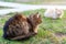 Two cats sitting on green grass. Stray cats outdoors. Animals, pets in the park