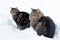 Two cats sitting in the snow