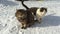 Two cats sitting on the snow in winter and play.