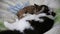 Two cats sleep peacefully on the bed. One cat is black and white with long hair. The second is shorthaired brown