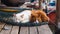 two cats sleep together ,sit on promenade in the port between fishing boats, sunny day, Thessaloniki port