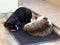 Two Cats Sleeping on a Mat