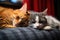 Two cats are sleeping on a sofa. Close up. Selective focus, Cute red cat and black cat lying on sofa, closeup, AI Generated