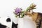 Two cats smelling Brunia plant on white background with copy space. Unusual creative flower. Home pets and decor. Curios tabby cat