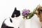 Two cats smelling Brunia plant on white background with copy space. Unusual creative flower. Home pets and decor. Curios tabby cat