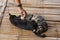 Two cats snuggled together in love. black and gray striped cat on bamboo background Hilltribe houses in Thailand Concept Love of