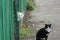 two cats on the street on gray asphalt