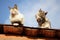 Two cats sunbathe on a rooftop on a sunny day