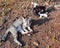 Two cats are sunbathing in the field