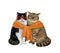 Two cats tied with orange scarf
