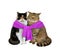 Two cats tied with purple scarf