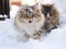 two cats are walking in the snowy yard