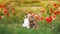 Two  cats walking in a summer sunny garden on green grass in surrounded by red poppy flowers and caressed