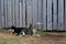 Two cats are walking in the village in the yard against the background of a fence