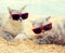 Two cats wearing sunglasses