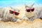 Two cats wearing sunglasses