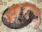 Two cats, yin and yang, hug and sleep.