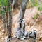 Two catta lemurs on a stone