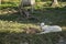 Two cattle calves on the grass in rural Malaysia.